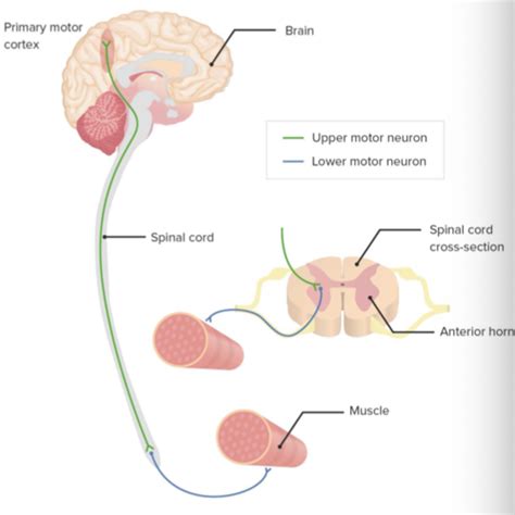Motor Systems Part And Not Including The Tracts Flashcards Quizlet