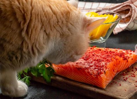 Can Cats Eat Smoked Salmon Modern Vet