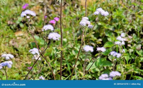 Landscape Mode Flowers Of Ageratum Conyzoides Also Known As Tropical