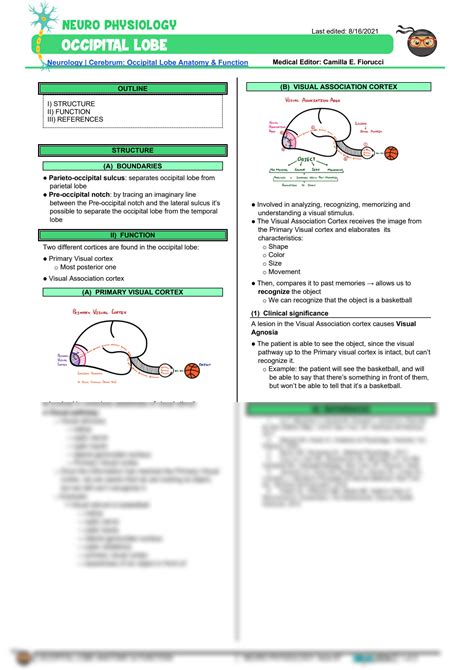 SOLUTION Neurology Physiology Cerebrum Occipital Lobe Anatomy Function