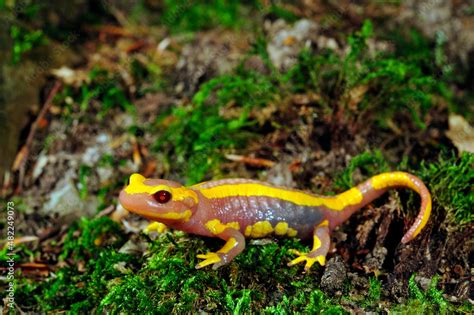 Albino Fire Salamander Albino Feuersalamander Salamandra Salamandra