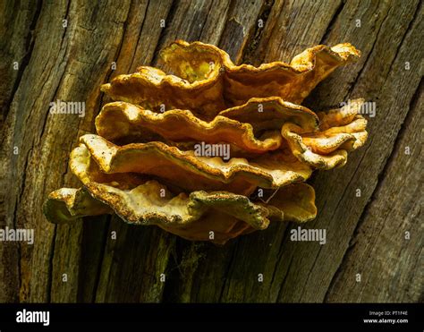 Sulphur Shelf Chicken Of The Woods The Chicken Mushroom Or The