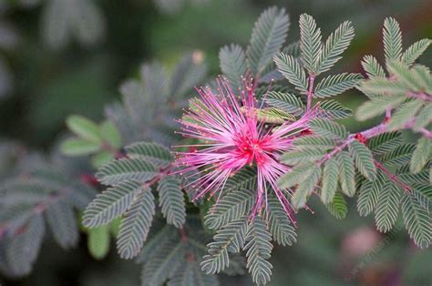 Calliandra Eriophylla Leaves