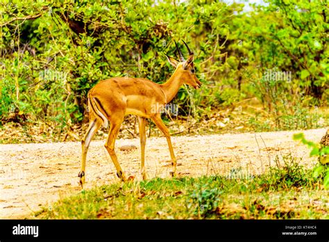 Impala In Kruger National Park In South Africa Stock Photo Alamy