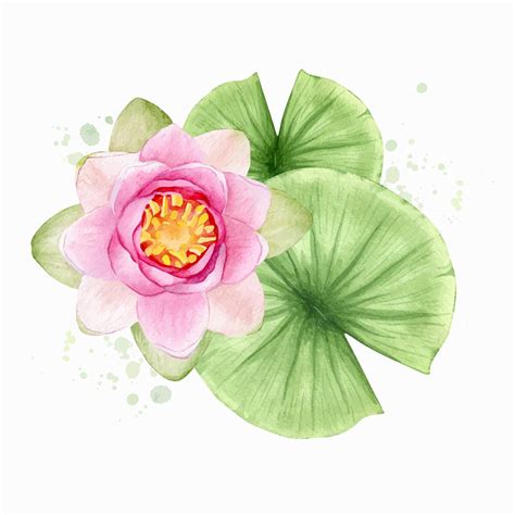 Premium Vector Pink Lotus Flowers And Leaves Watercolor Illustration Composition With Lotus