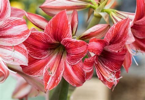 Red And White Amaryllis Flower Blooming In A Natural Garden Stock Photo