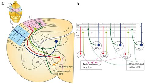 Frontiers Development Of The Corticothalamic Projections