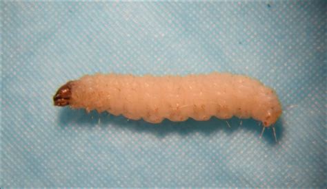 What S Eating You Clothes Moths Tineola Species Mdedge Dermatology