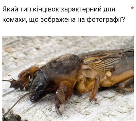 Який тип кінцівок характерний для комахи, що зображена на фотографії ...