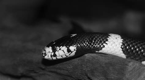 Snake Black And White Photography