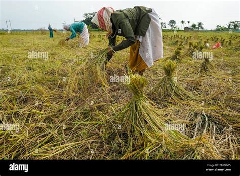 Indian Women Working In Paddy Hi Res Stock Photography And Images Alamy