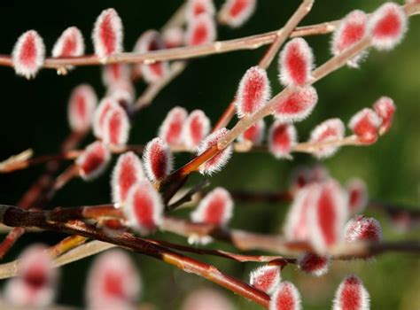 PINK Japanese Pussy Willow Mt Aso Plant Live Bush Shrubs Tree Small