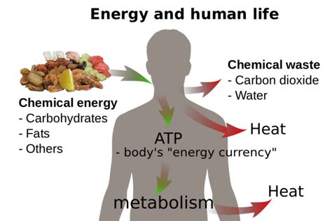 Energy Biology