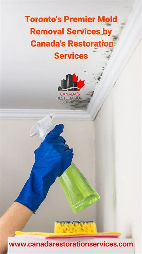 Toronto S Mold Remediation Pros Safeguard Your Home With T Flickr