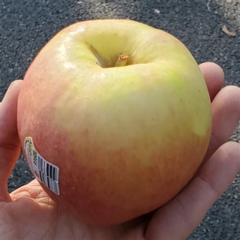 Washington Apples Organic Autumn Glory Apple Reviews Abillion