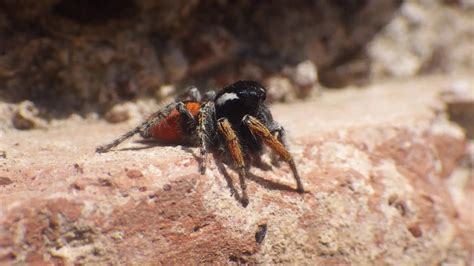 Fun Little Spider At Ostia Antigua Youtube