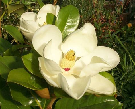 La Magnolia Arboles