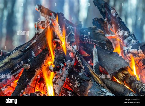 Campfire In The Spring Forest Rest On The Weekend Danger Of Forest