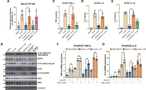 Nilotinib Inhibits P Mapk Mk Mk Signaling Axis A Maldi Tof Ms