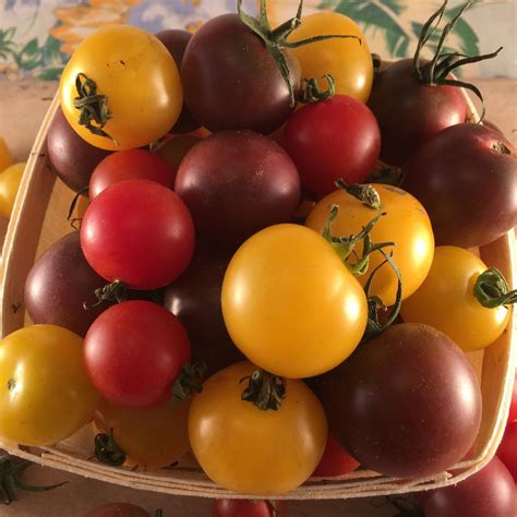 M Lange De Tomate Cerises Semis Urbains