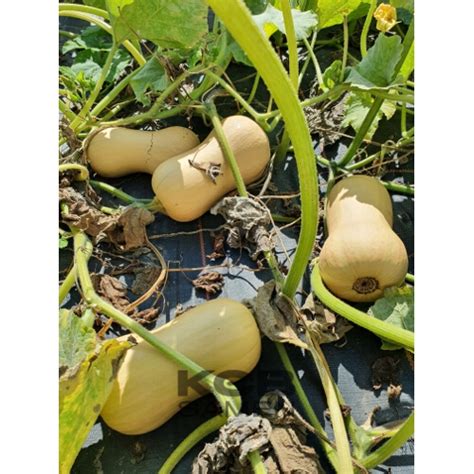 Jws 6823 F1 Bio Pumpkin Seeds Kcb Samench