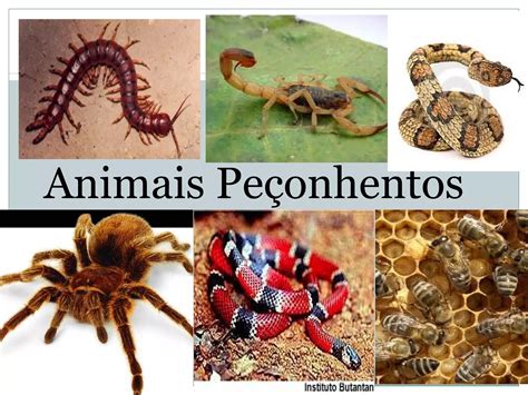 Animais Peçonhentos do Brasil PPT