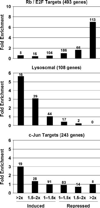 Expression Of A Dominant Negative C Jun Mutant Blocks E2 Mediated