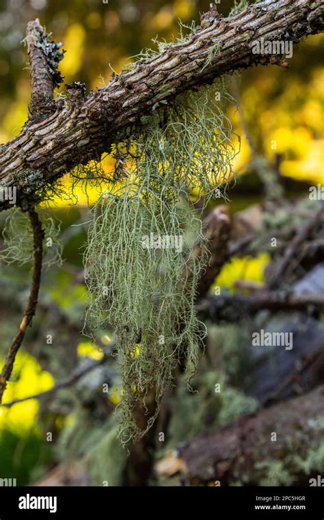 Gros Plan Du Lichen Usnea Filipendula Et D Une Plante Parasite Dans Une