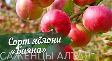 Яблоня"Баяна"