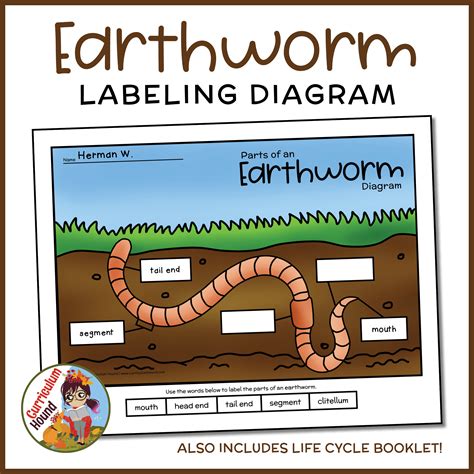 Earthworm Diagram Labeled Parts Worm Biology 101