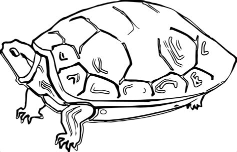 Tortoise Coloring Pages ColoringBay