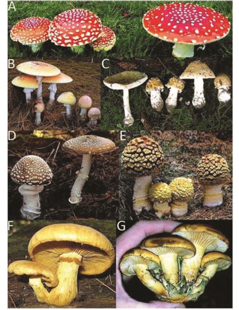 -Amanita and Gymnopilus Species: a-Amanita muscaria, b-Amanita muscaria ...