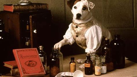 Pbs Dog Show Wishbone Getting A Live Action Universal Film