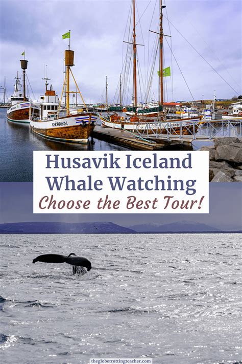 Husavik Iceland Whale Watching Tour Review - The Globetrotting Teacher