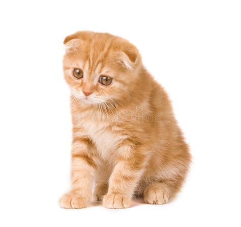 Sad Kitten Stock Photo Image Of Child Cute Domestic 5347910