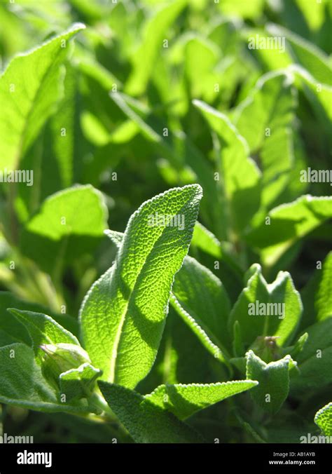 Garden Sage Salvia Officinalis Leaves Stock Photo Alamy