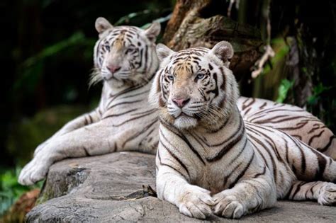 Le tigre de Sibérie morphologie habitat alimentation