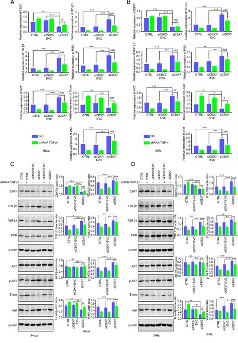 Figure 4 From CBX7 Is Involved In The Progression Of Cervical Cancer