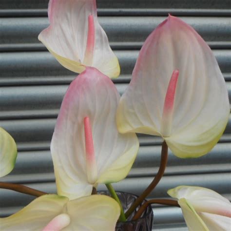 Real Touch Anthurium Pink And Green Cm Artificial Flowers