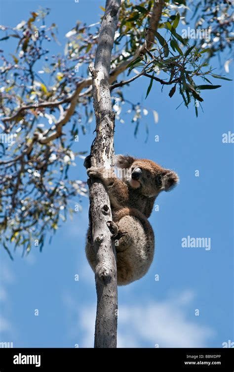 Koala Escalando En Un árbol Fotografías E Imágenes De Alta Resolución