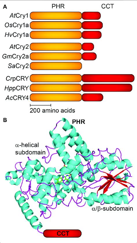 | Schematic domain topology and structure of plant cryptochromes ...