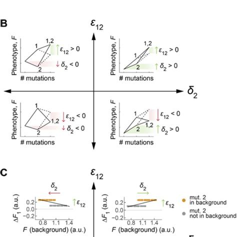 Global Epistasis In A Simple Landscape With A Single Pairwise