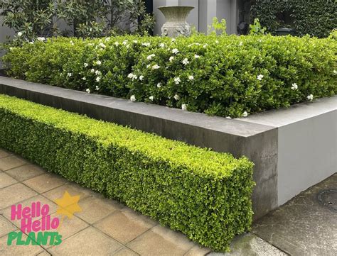 Buxus Japanese Box Pot Hello Hello Plants