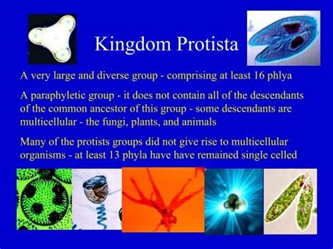 Kingdom Protista