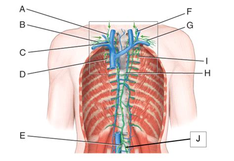 Lymph Trunk Labeling Diagram Quizlet