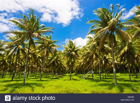 Palm Tree Farm Stock Photos & Palm Tree Farm Stock Images - Alamy