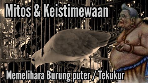 Mitos Keistimewaan Memelihara Burung Puter Burung Tekukur Youtube