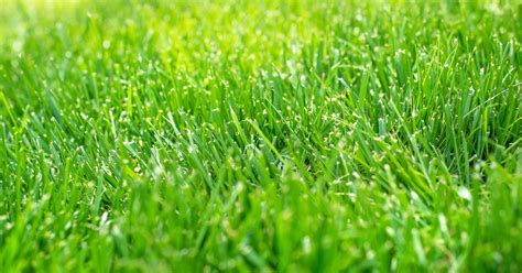 Tall Fescue Grass: Care and Growing Guide | HappySprout