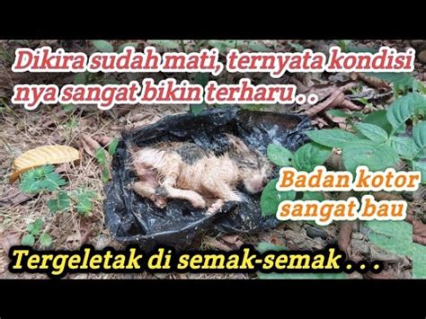 Sungguh Tega Anak Kucing Dibuang Dalam Kantong Kresek Dan Dibuang Ke