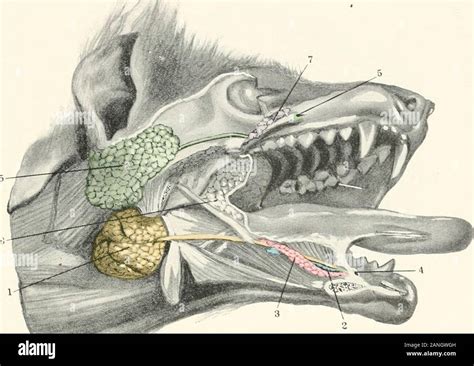 Contributions To The Anatomy And Development Of The Salivary Glands In